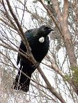 Tui 1